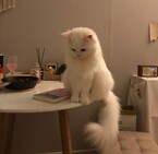 Страшилки тёти кошки — Крис Волкина