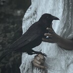 Хижина Чёрного Ворона — Марина Ашихова