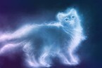 Кошки всякие нужны, кошки всякие важны — Fantanella