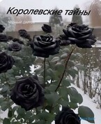 Королевские тайны. Чёрный цветок — Дара Вайт
