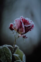 Второй шанс — Мила Верта