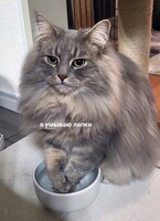 Я умываю лапки — Таня Соколова